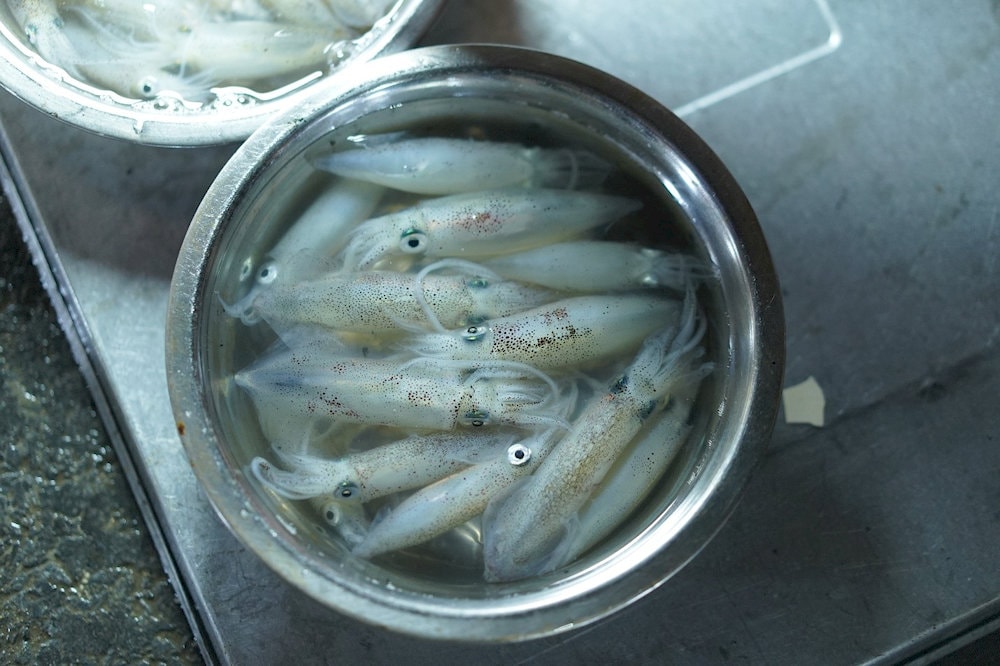 Mực nháy Cửa Lò